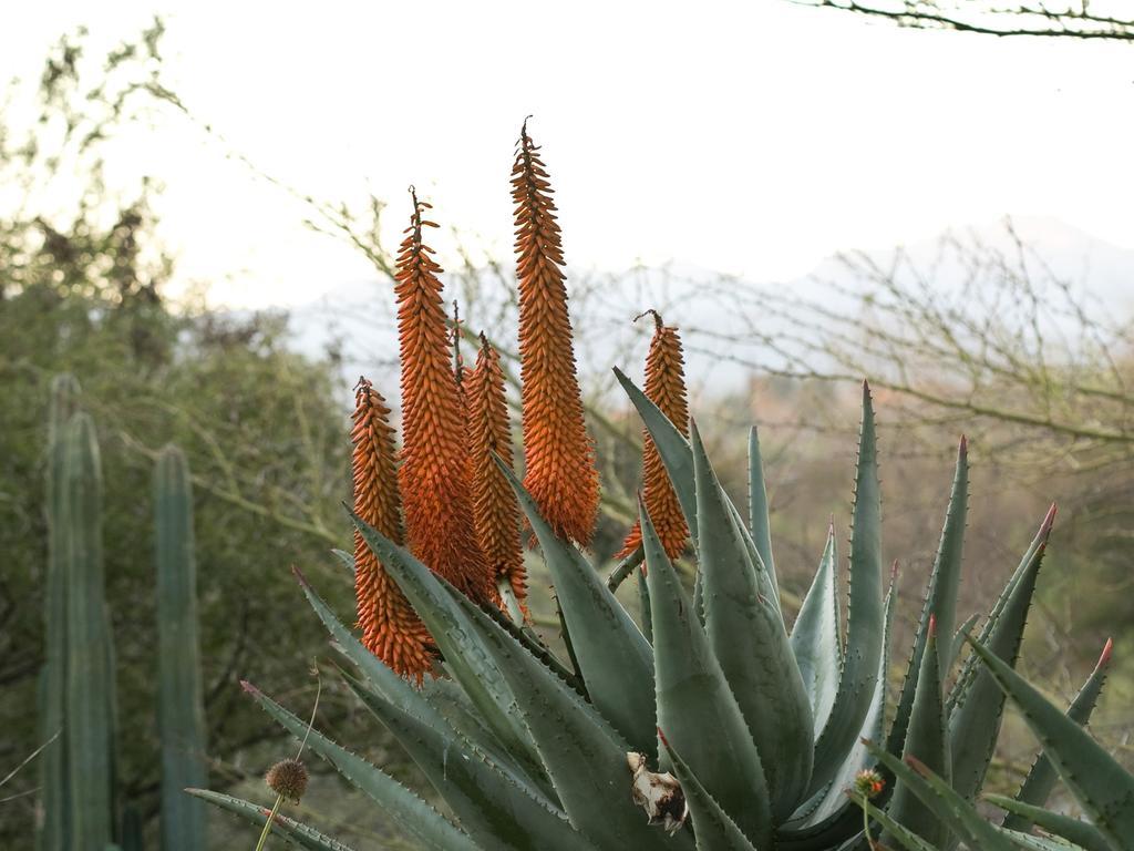 Aloe Manor Hotel Oudtshoorn Luaran gambar