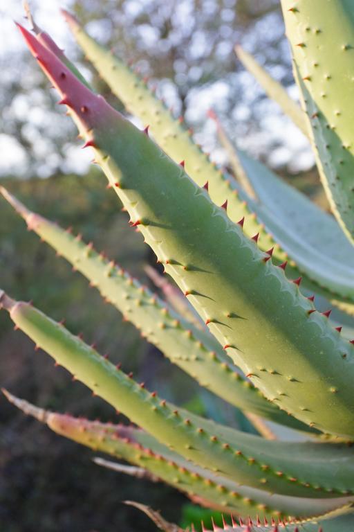 Aloe Manor Hotel Oudtshoorn Luaran gambar